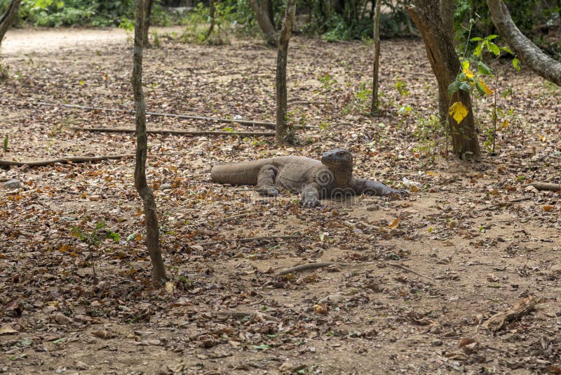 Δράκος Komodo στο χαμόκλαδο στοκ φωτογραφία με δικαίωμα ελεύθερης χρήσης Δράκος Komodo στο χαμόκλαδο στοκ φωτογραφία με δικαίωμα ελεύθερης χρήσης