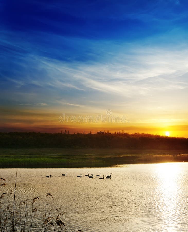 Dramatic sunset over river with swans. Dramatic sunset over river with swans