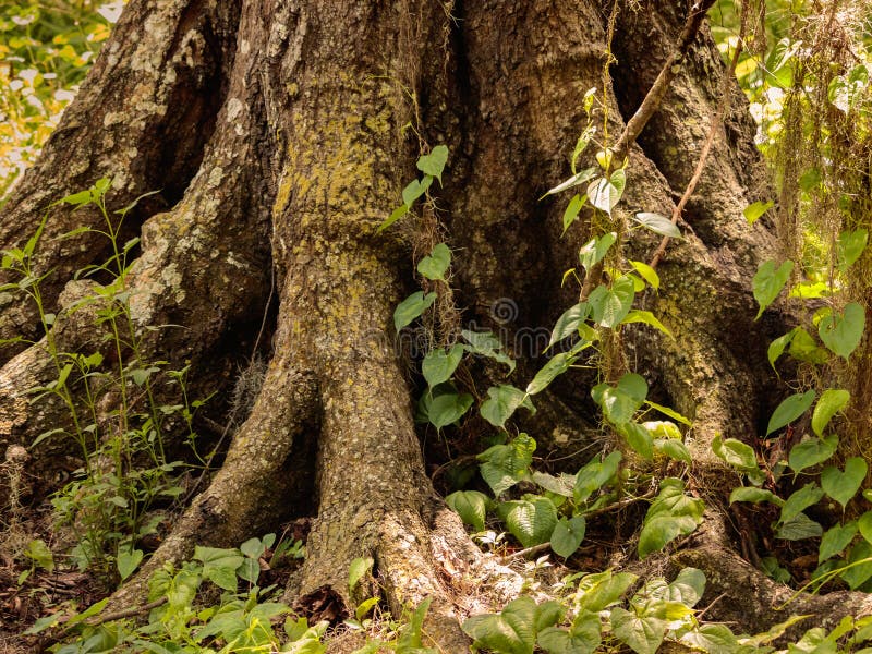 Δρύινες ρίζες δέντρων και understory εγκαταστάσεις στοκ εικόνες Δρύινες ρίζες δέντρων και understory εγκαταστάσεις στοκ εικόνες