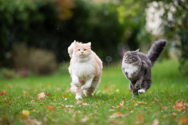 Two playful maine coon cats running around in the back yard outdoors in nature chasing each other. Two playful maine coon cats running around in the back yard outdoors in nature chasing each other