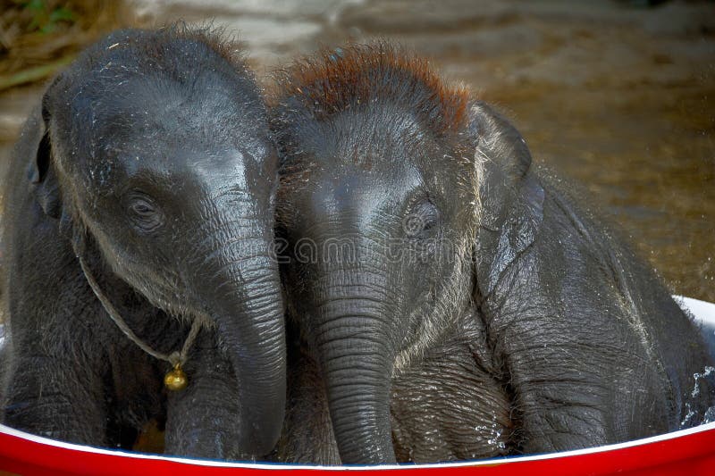 Two cute little baby elephants lean into each other inside a large water basin. They look sleepy and tired after playing with splashes of water. Two cute little baby elephants lean into each other inside a large water basin. They look sleepy and tired after playing with splashes of water.