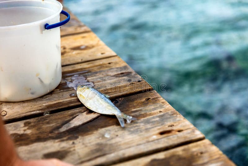 δόλωμα ψαριών για το ταρόνι της φλόριντα. αλιεία σε αλιευτικό σκάφος στη φλόριντα. ψυχαγωγική δραστηριότητα για την τροφοδοσία των στοκ εικόνες