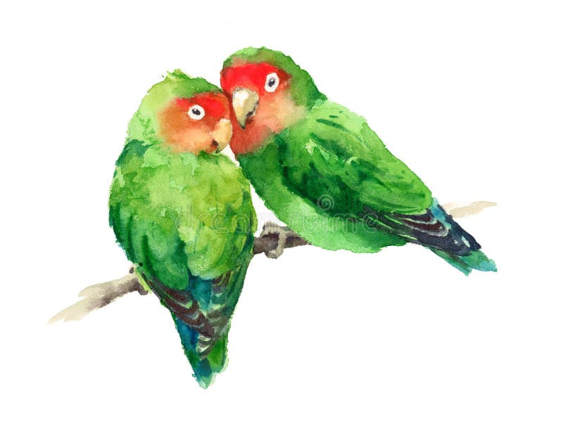 Δύο Lovebirds Watercolor εξωτικό χέρι απεικόνισης αγάπης πουλιών που σύρεται απεικόνιση αποθεμάτων