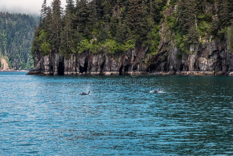 Δύο Orcas στοκ φωτογραφία Δύο Orcas στοκ φωτογραφία