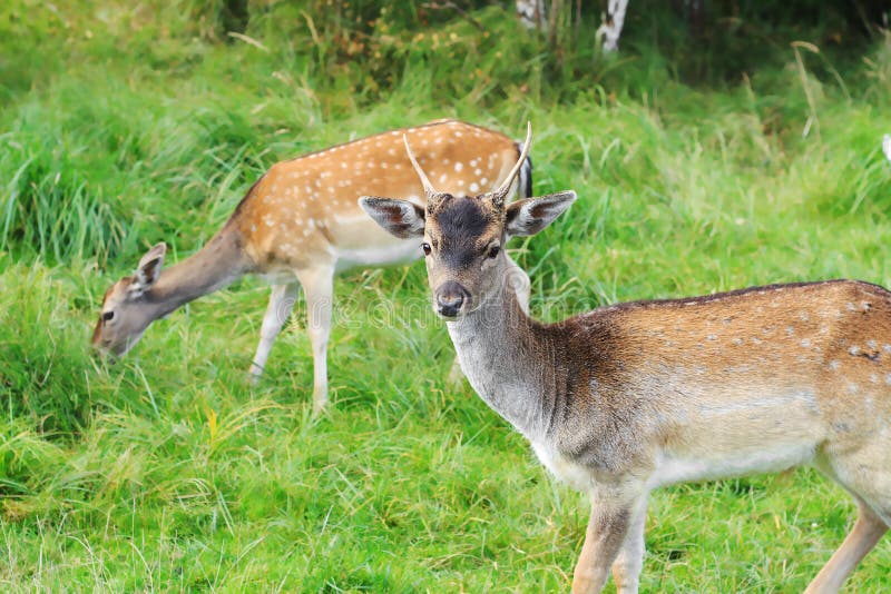 Two tame deer graze in the wildlife and eat grass. Thank your for your DOWNLOAD. Two tame deer graze in the wildlife and eat grass. Thank your for your DOWNLOAD.