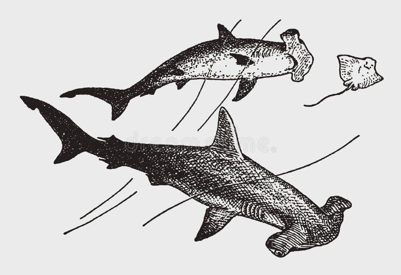 Two threatened smooth hammerhead sphyrna zygaena sharks hunting a cownose ray rhinoptera. Illustration after a historic engraving from the early 20th century. Two threatened smooth hammerhead sphyrna zygaena sharks hunting a cownose ray rhinoptera. Illustration after a historic engraving from the early 20th century