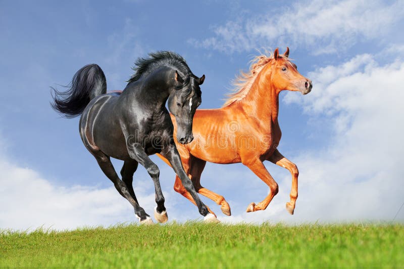 Δύο αραβικά άλογα