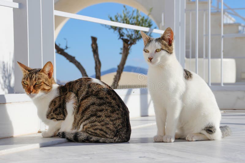 Δύο γάτες στο νησί Santorini Fira, Ελλάδα στοκ εικόνα Δύο γάτες στο νησί Santorini Fira, Ελλάδα στοκ εικόνα