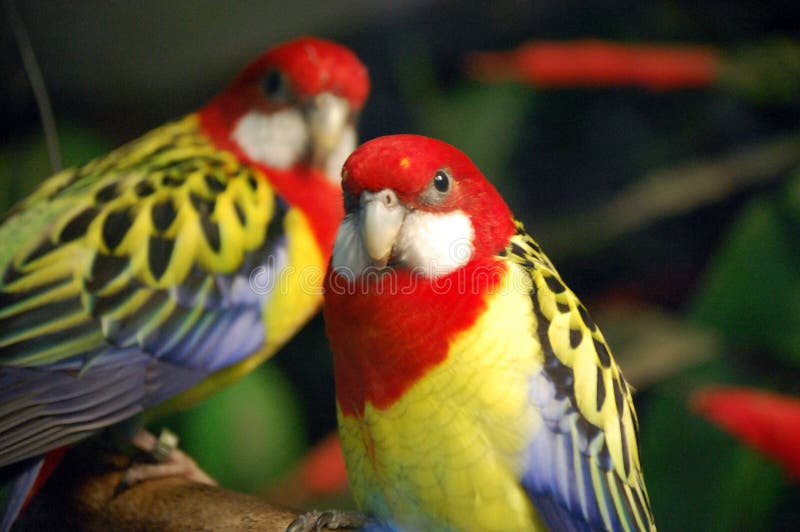 Two exotic birds looking at camera. Two exotic birds looking at camera