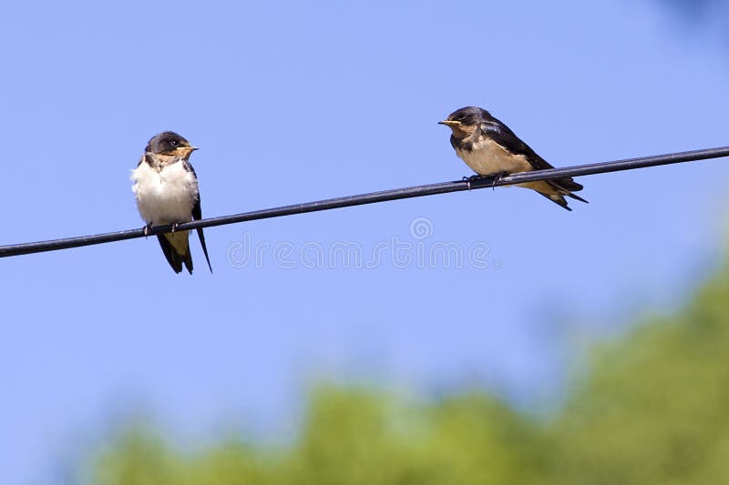 Two swallow birds on wire in summer. Two swallow birds on wire in summer