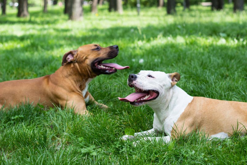 Two best friends dog lying and resting in the park. Two best friends dog lying and resting in the park