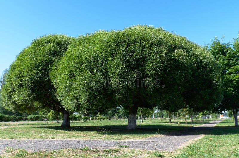 Δύο λεύκες, μπλε ουρανός, τοπίο, Βιτσέμπσκ, Λευκορωσία, τον Ιούνιο του 2019 στοκ φωτογραφία με δικαίωμα ελεύθερης χρήσης Δύο λεύκες, μπλε ουρανός, τοπίο, Βιτσέμπσκ, Λευκορωσία, τον Ιούνιο του 2019 στοκ φωτογραφία με δικαίωμα ελεύθερης χρήσης