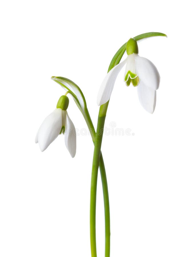 Δύο λουλούδια snowdrop που απομονώνονται στο άσπρο υπόβαθρο στοκ εικόνα με δικαίωμα ελεύθερης χρήσης Δύο λουλούδια snowdrop που απομονώνονται στο άσπρο υπόβαθρο στοκ εικόνα με δικαίωμα ελεύθερης χρήσης