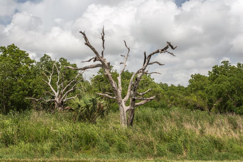 Two dead trees in a swamp surrounded by green brush on cloudy day in the bayou of Louisiana. Two dead trees in a swamp surrounded by green brush on cloudy day in the bayou of Louisiana