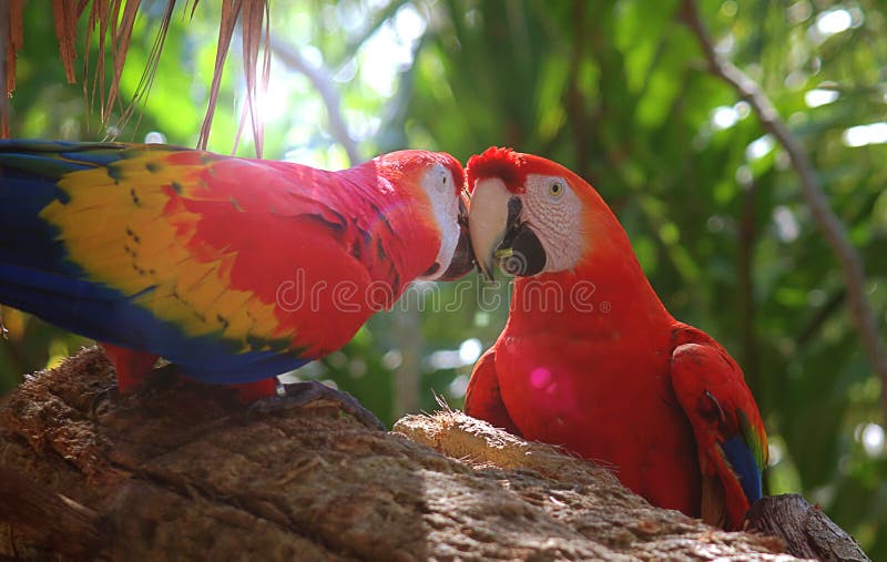 Δύο παπαγάλοι φιλήματος Macaw σε έναν κλάδο στοκ εικόνες Δύο παπαγάλοι φιλήματος Macaw σε έναν κλάδο στοκ εικόνες