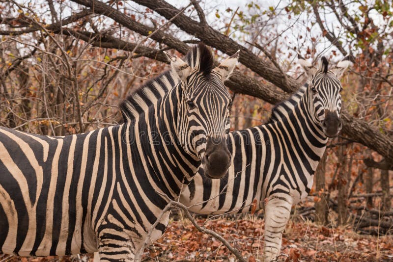 Δύο πεδιάδες Zebras που στέκονται στη σαβάνα, Νότια Αφρική, πάρκο Mapungubwe στοκ εικόνα Δύο πεδιάδες Zebras που στέκονται στη σαβάνα, Νότια Αφρική, πάρκο Mapungubwe στοκ εικόνα