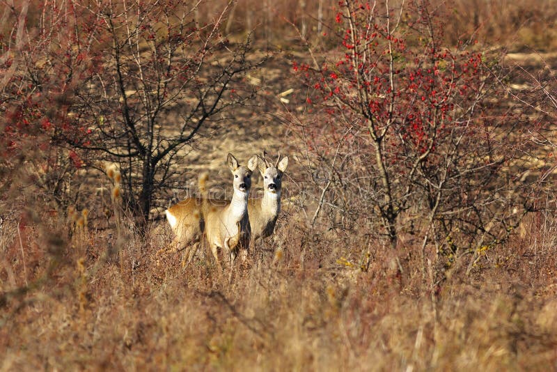 Δύο περίεργα deers αυγοτάραχων στοκ εικόνα Δύο περίεργα deers αυγοτάραχων στοκ εικόνα