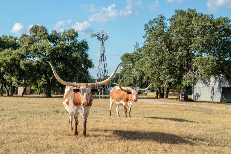 Δύο Τέξας Longhorns και ο ανεμόμυλος στοκ φωτογραφία με δικαίωμα ελεύθερης χρήσης Δύο Τέξας Longhorns και ο ανεμόμυλος στοκ φωτογραφία με δικαίωμα ελεύθερης χρήσης