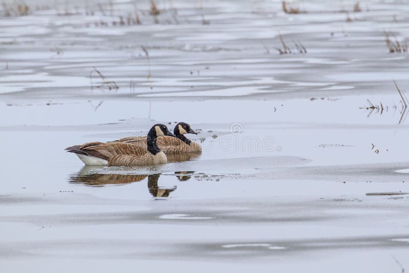 Two Canadian geese are swimming in a partially frozen pond near Hauser Lake in Idaho. Two Canadian geese are swimming in a partially frozen pond near Hauser Lake in Idaho.