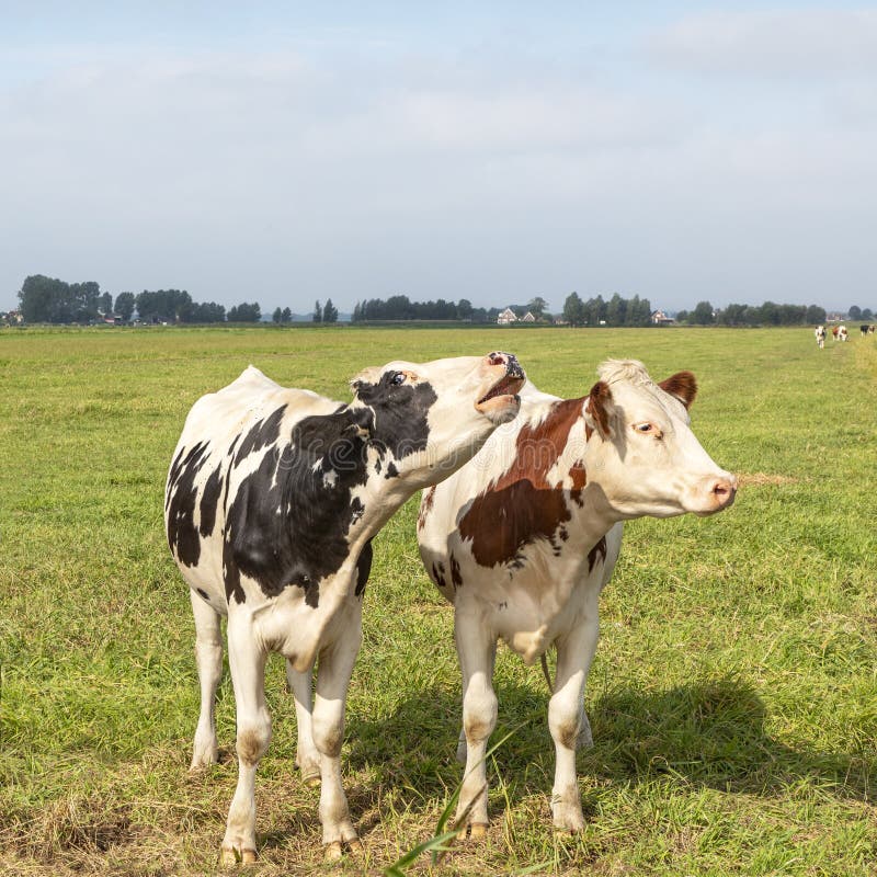 Two cute young cows, one is mooing, side by side in a field. Two cute young cows, one is mooing, side by side in a field