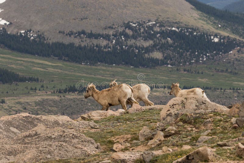 Δύσκολες προβατίνες προβάτων Bighorn βουνών στοκ εικόνα Δύσκολες προβατίνες προβάτων Bighorn βουνών στοκ εικόνα