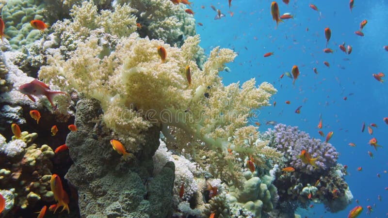 Δύτης σκαφάνδρων, τροπικά ψάρια και κοραλλιογενής ύφαλος