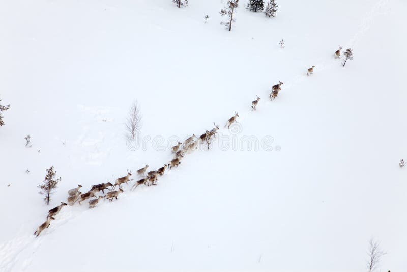 Ελάφια στο χειμερινό δασικός-tundra, τοπ άποψη στοκ εικόνες Ελάφια στο χειμερινό δασικός-tundra, τοπ άποψη στοκ εικόνες