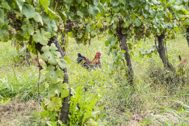 Free Range Chickens Roaming in an Organic Vineyard #1. Free Range Chickens Roaming in an Organic Vineyard #1