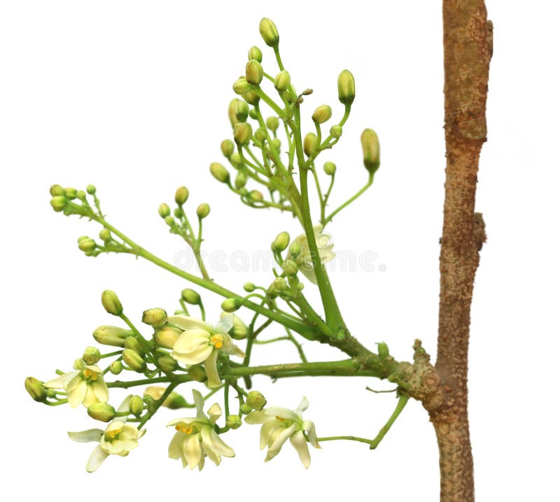 Εδώδιμο moringa λουλούδι στοκ εικόνες