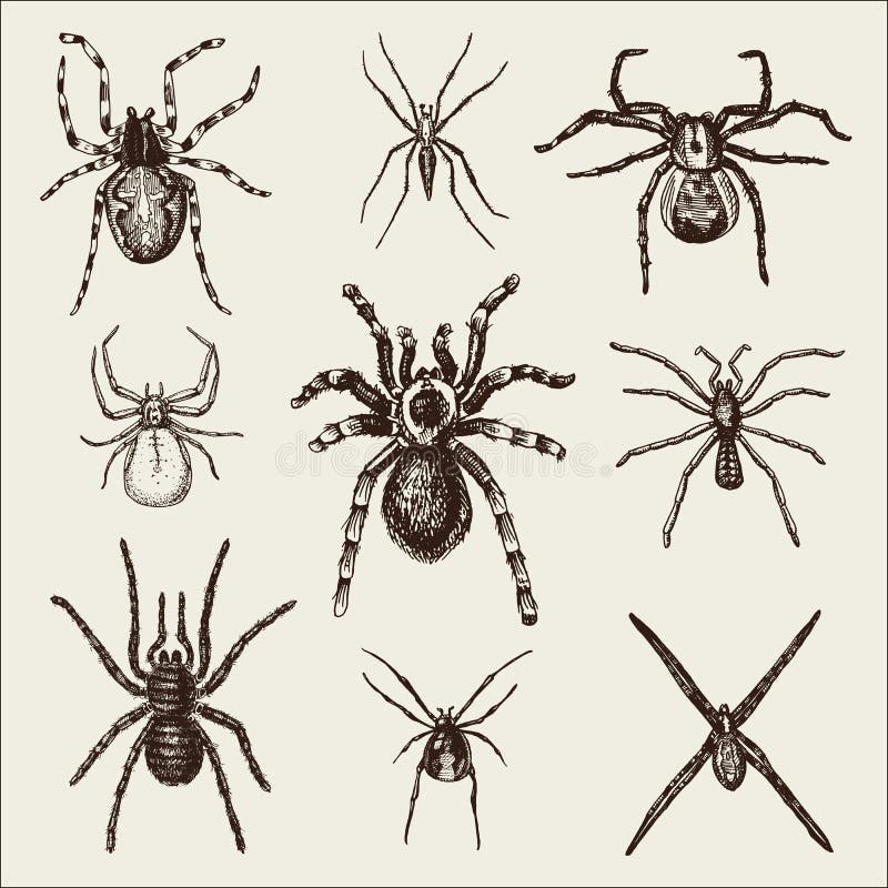 Είδη αραχνών ή arachnid, τα περισσότερα επικίνδυνα έντομα στον κόσμο, τον παλαιό τρύγο για αποκριές ή το σχέδιο φοβίας συρμένο χέ