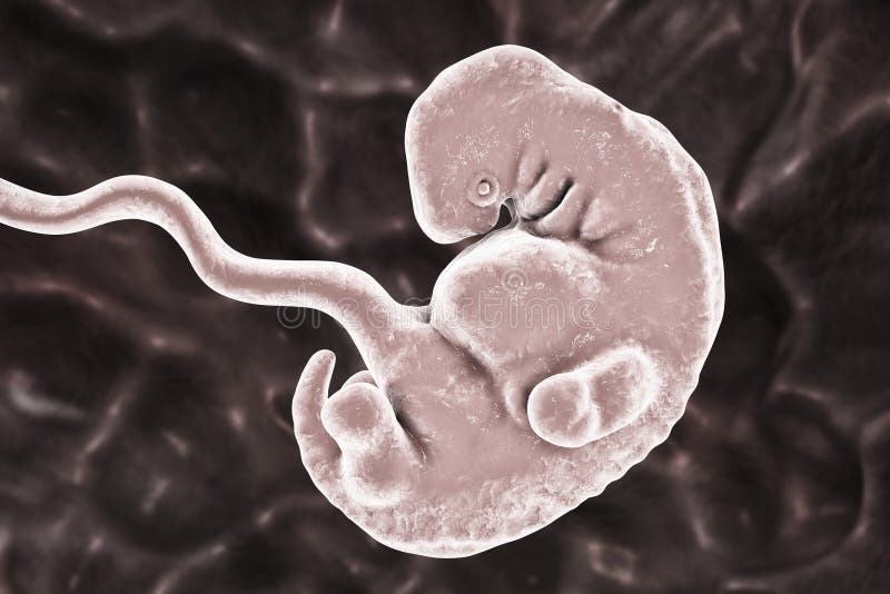 5-weeks human embryo in uterus, scientifically accurate 3D illustration. 5-weeks human embryo in uterus, scientifically accurate 3D illustration