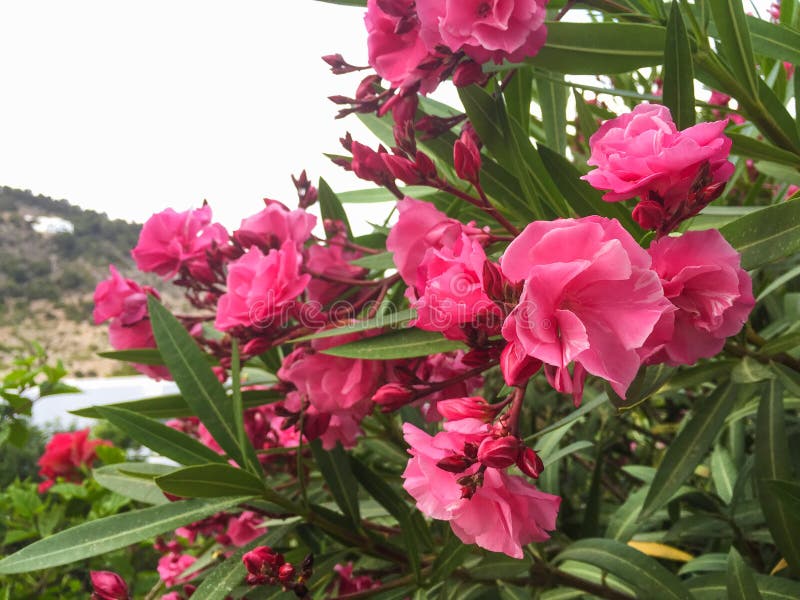 Εγκαταστάσεις Nerium oleander με τα ρόδινα λουλούδια στοκ εικόνα Εγκαταστάσεις Nerium oleander με τα ρόδινα λουλούδια στοκ εικόνα