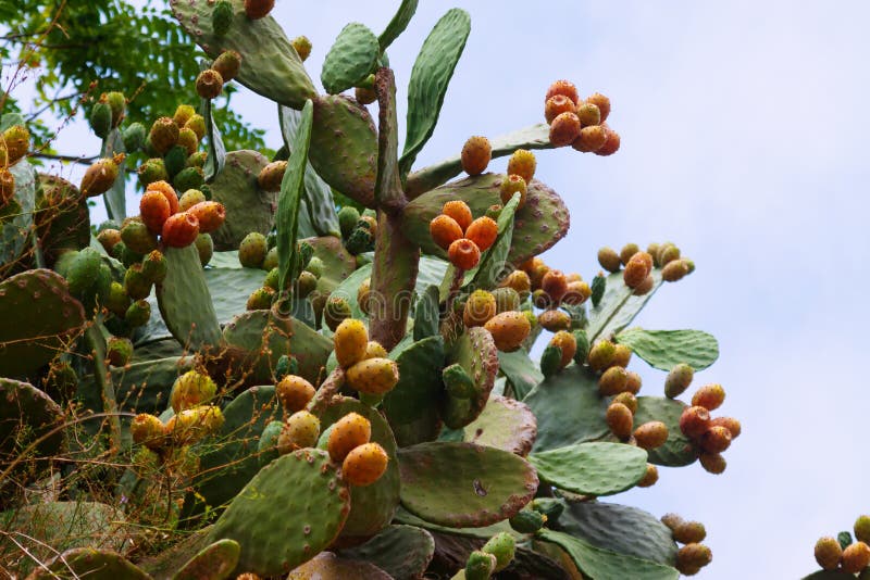Εγκαταστάσεις opuntia ficus-Indica στοκ φωτογραφία με δικαίωμα ελεύθερης χρήσης