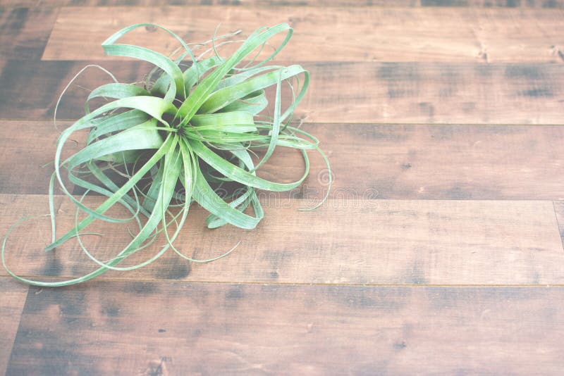 Εγκαταστάσεις Tillandsia αέρα στοκ εικόνες Εγκαταστάσεις Tillandsia αέρα στοκ εικόνες