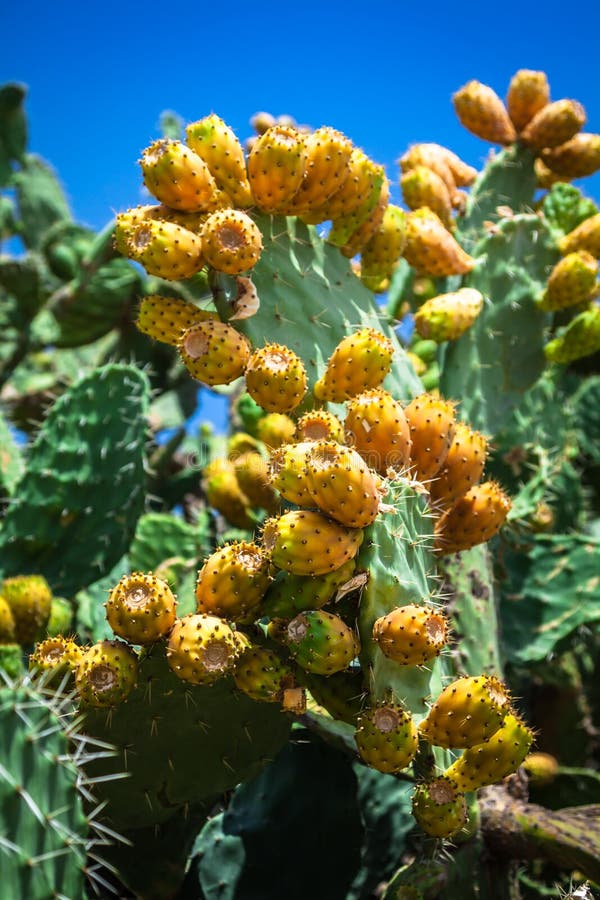 Εγκαταστάσεις κάκτων τραχιών αχλαδιών (opuntia ficus-Indica) στοκ εικόνες με δικαίωμα ελεύθερης χρήσης