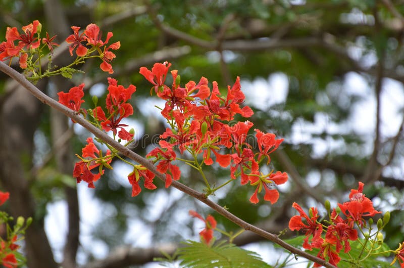 Εγκαταστάσεις λουλουδιών Caesalpinia στοκ φωτογραφία με δικαίωμα ελεύθερης χρήσης Εγκαταστάσεις λουλουδιών Caesalpinia στοκ φωτογραφία με δικαίωμα ελεύθερης χρήσης