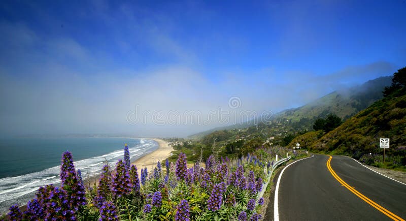 Coastal highway No. 1 along the shore of Northern California. In the foreground is the Sky Lupine (lupinus nanus). It is a member of the pea family; it blooms along the shore of Northern California. Coastal highway No. 1 along the shore of Northern California. In the foreground is the Sky Lupine (lupinus nanus). It is a member of the pea family; it blooms along the shore of Northern California.
