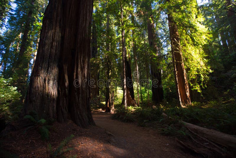 Εθνικό πάρκο Redwood στοκ εικόνα Εθνικό πάρκο Redwood στοκ εικόνα