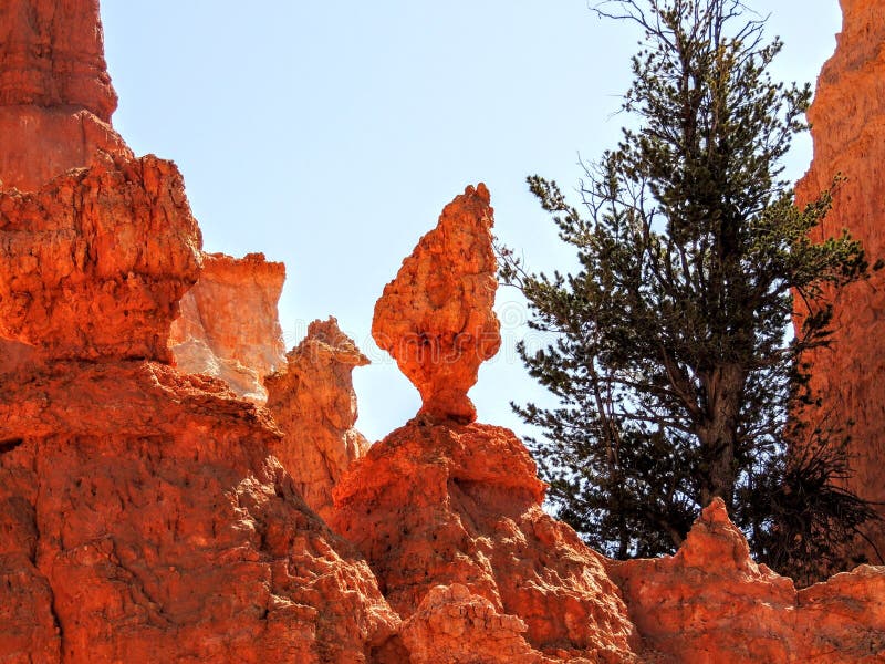 Pine Tree in Bryce Canyon National Park in Utah . Pine Tree in Bryce Canyon National Park in Utah .