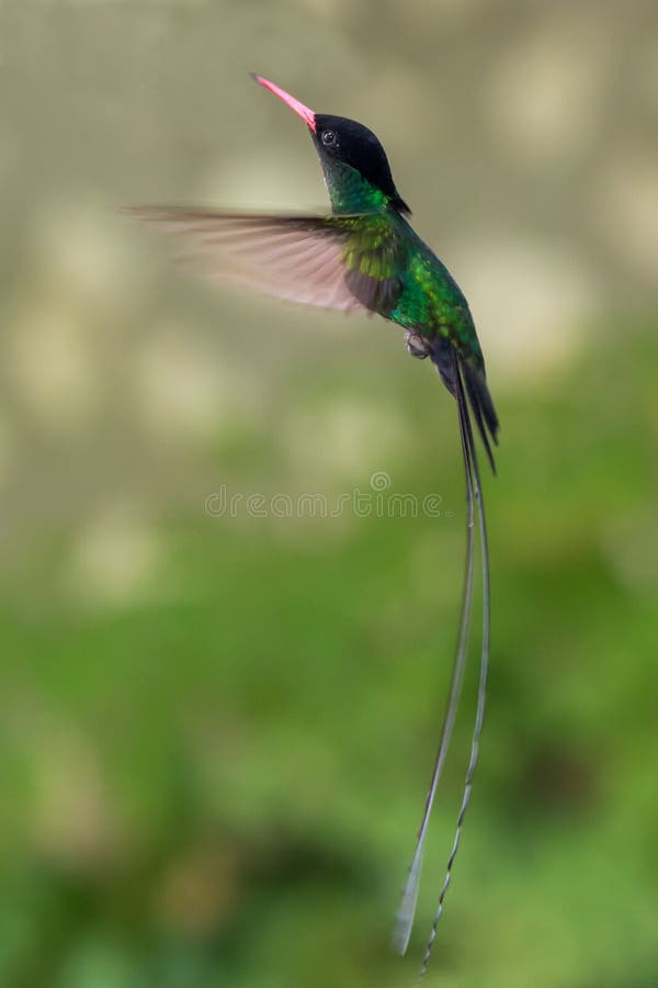 The beautiful green doctor bird or swallow tail hummingbird of Jamaica. The beautiful green doctor bird or swallow tail hummingbird of Jamaica