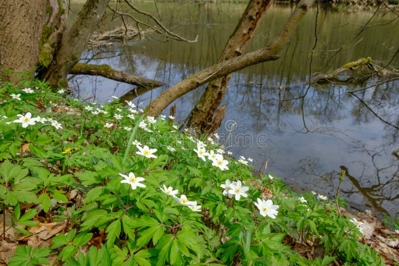 Smell fox anemone nemororsa nearby the river thaya in the lower austrian national park thayatal. Smell fox anemone nemororsa nearby the river thaya in the lower austrian national park thayatal