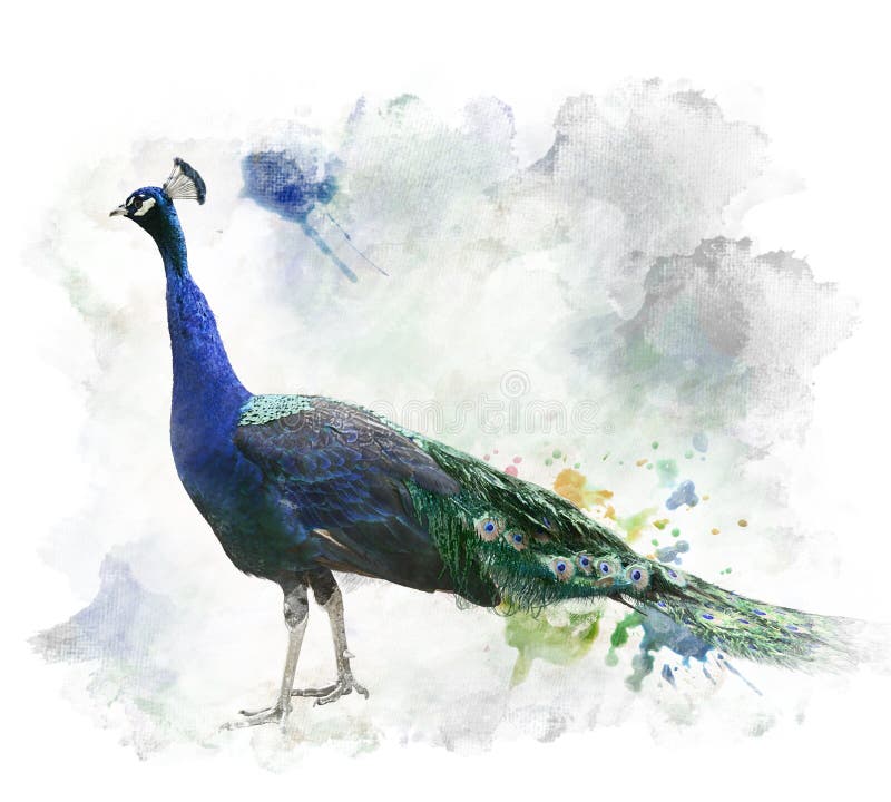 Εικόνα Watercolor Peacock ελεύθερη απεικόνιση δικαιώματος Εικόνα Watercolor Peacock ελεύθερη απεικόνιση δικαιώματος