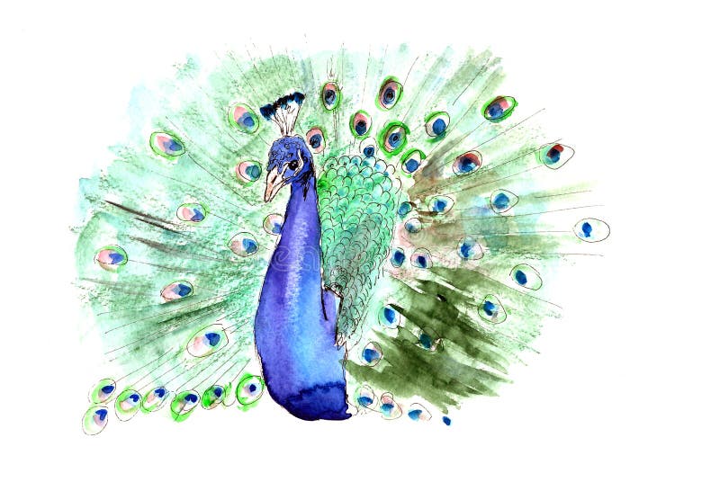 Watercolor multicolor drawing peacock with open tail on a white background. Watercolor multicolor drawing peacock with open tail on a white background