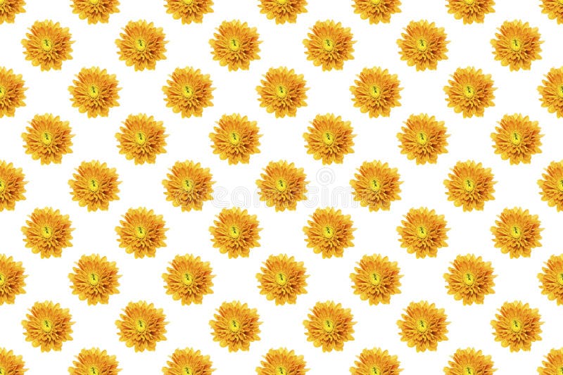 εικόνα μοτίβου του λουλουδιού chrysanthemum σε λευκό φόντο στοκ φωτογραφίες