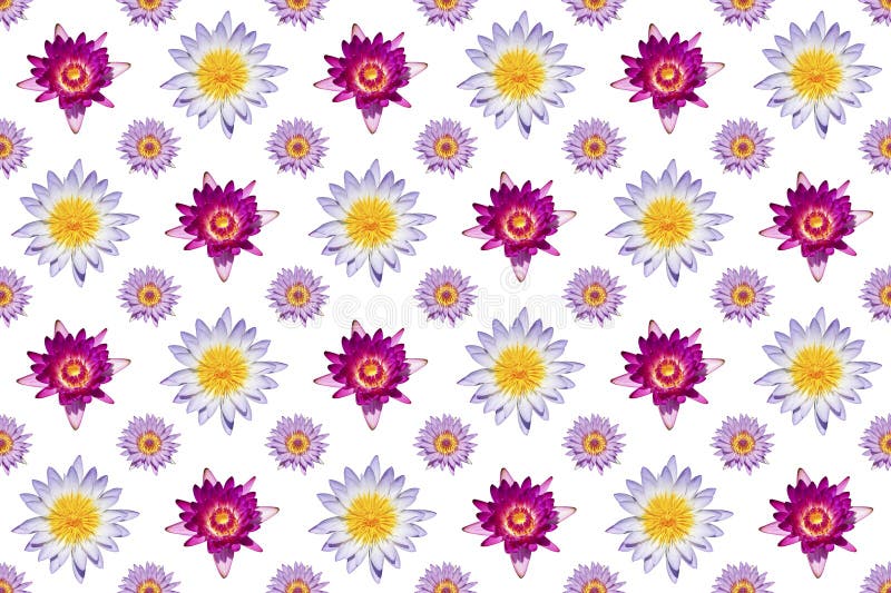 εικόνα μοτίβου του λουλουδιού chrysanthemum σε λευκό φόντο στοκ φωτογραφίες