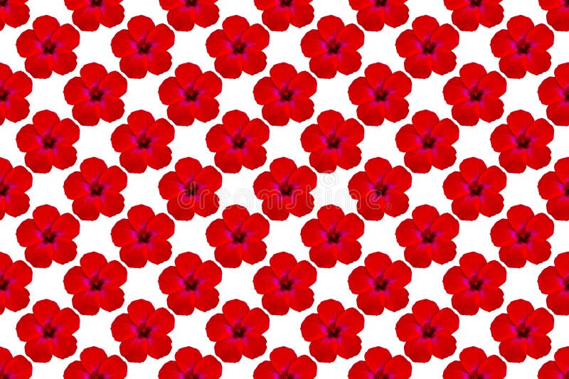 εικόνα μοτίβου του λουλουδιού hibiscus στο λευκό φόντο στοκ εικόνες με δικαίωμα ελεύθερης χρήσης