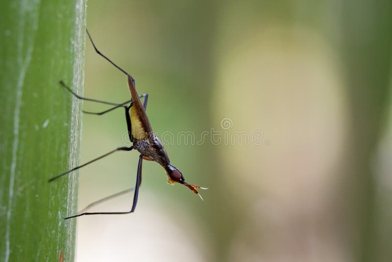 Εικόνα ξυλοπόδαρο-με πόδια fly& x28 Micropezidae& x29 στοκ φωτογραφία με δικαίωμα ελεύθερης χρήσης Εικόνα ξυλοπόδαρο-με πόδια fly& x28 Micropezidae& x29 στοκ φωτογραφία με δικαίωμα ελεύθερης χρήσης