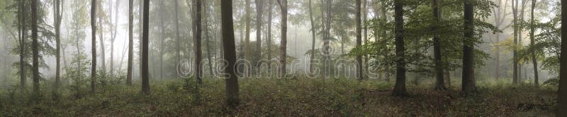 Εικόνα τοπίων πανοράματος των ξύλων Wendover στο ομιχλώδες φθινόπωρο Morni στοκ εικόνα με δικαίωμα ελεύθερης χρήσης Εικόνα τοπίων πανοράματος των ξύλων Wendover στο ομιχλώδες φθινόπωρο Morni στοκ εικόνα με δικαίωμα ελεύθερης χρήσης