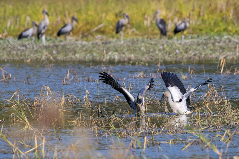 Εικόνα του ασιατικού πελαργού openbill κοπαδιών άγρια περιοχές ζώων στοκ φωτογραφίες με δικαίωμα ελεύθερης χρήσης