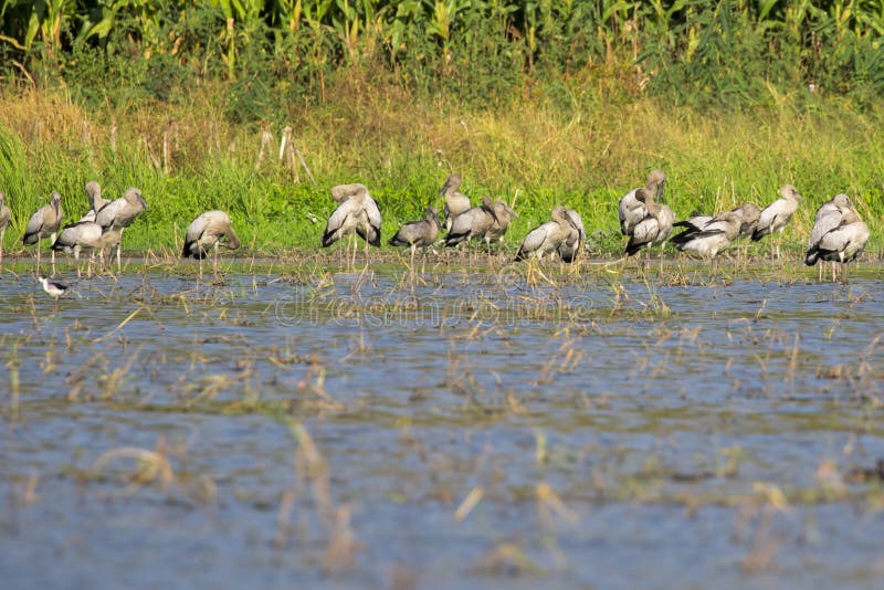 Εικόνα του ασιατικού πελαργού openbill κοπαδιών άγρια περιοχές ζώων στοκ εικόνα με δικαίωμα ελεύθερης χρήσης